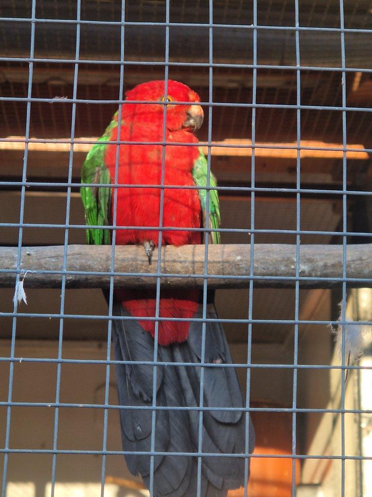 Papoušek karmínový