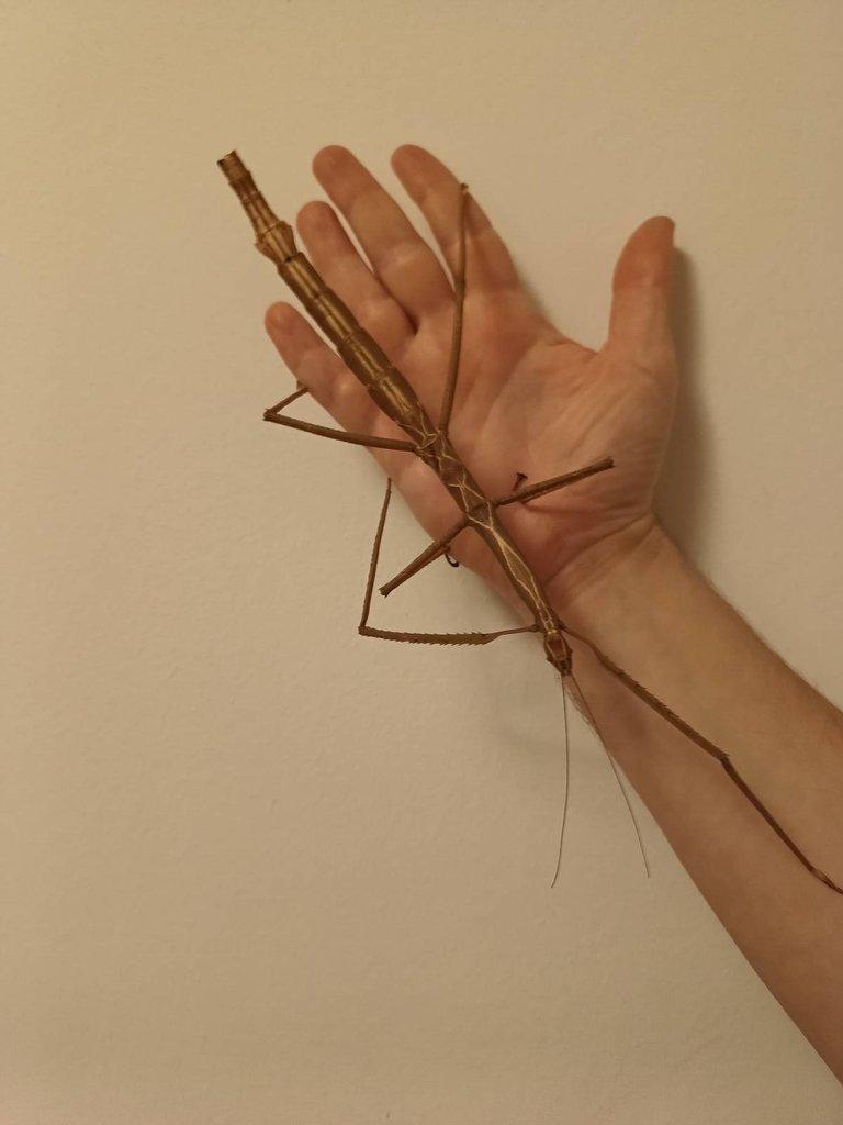 Tirachoidea biceps