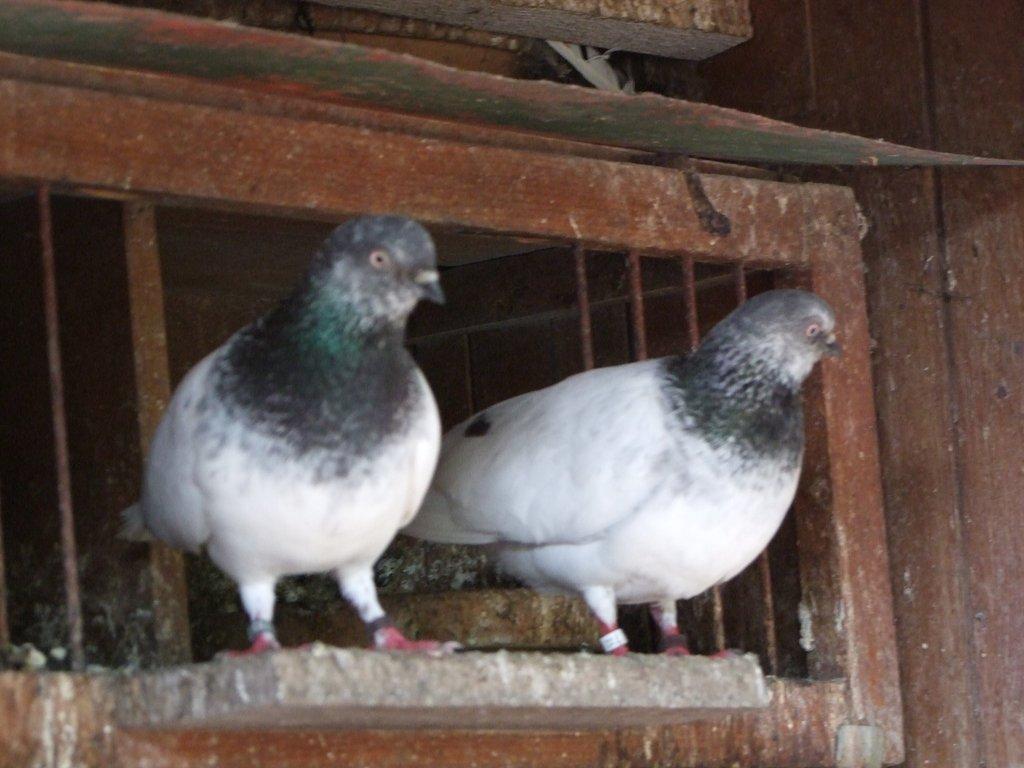 budapeštské vysokoletce