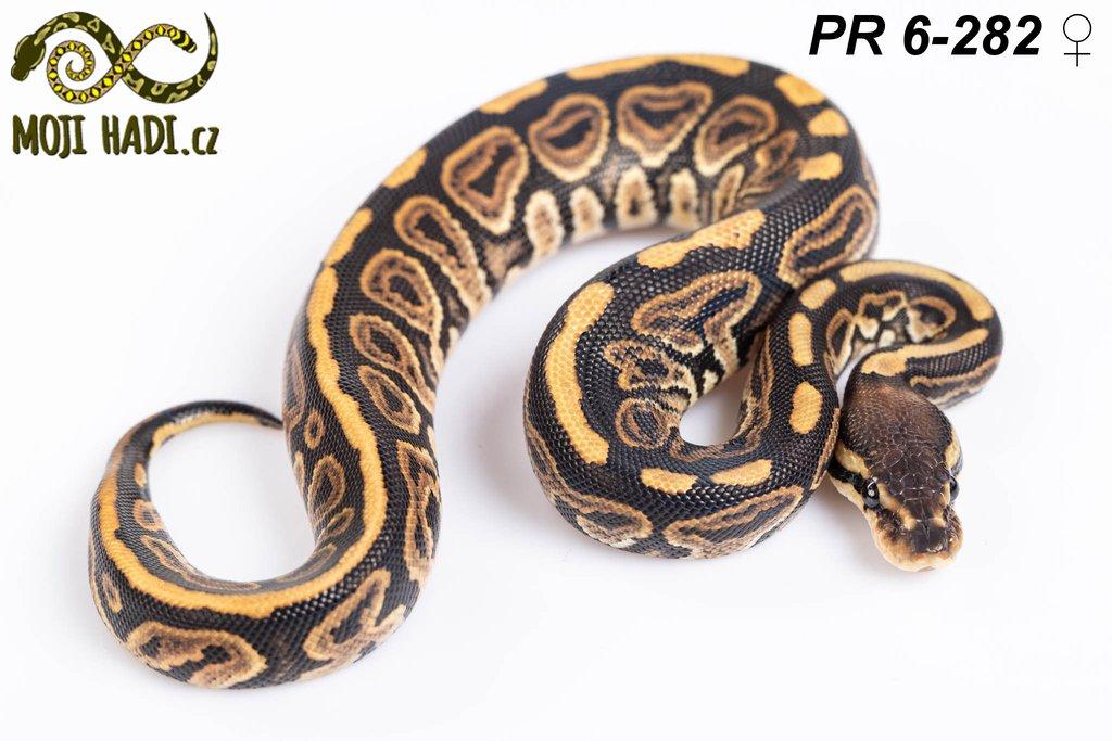 Python regius - Krajta královská