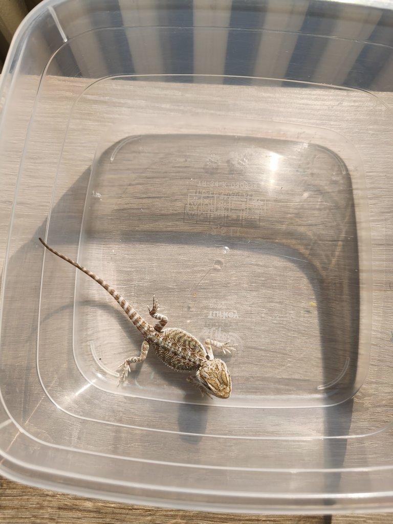 Agama vousatá - Hypo het zero