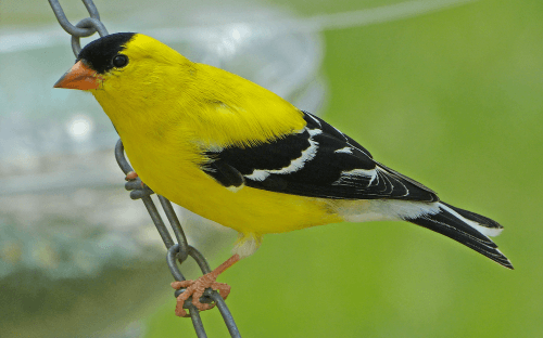 Čížek žlutý - Carduelis  tristis