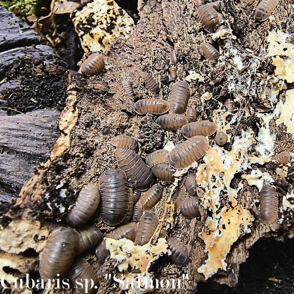 ISOPODY·STÍNKY - Fauna trhy Ostrava 15.2.
