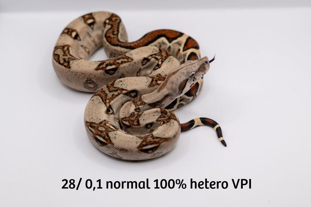 Hroznýš královský  IMG hetero VPI