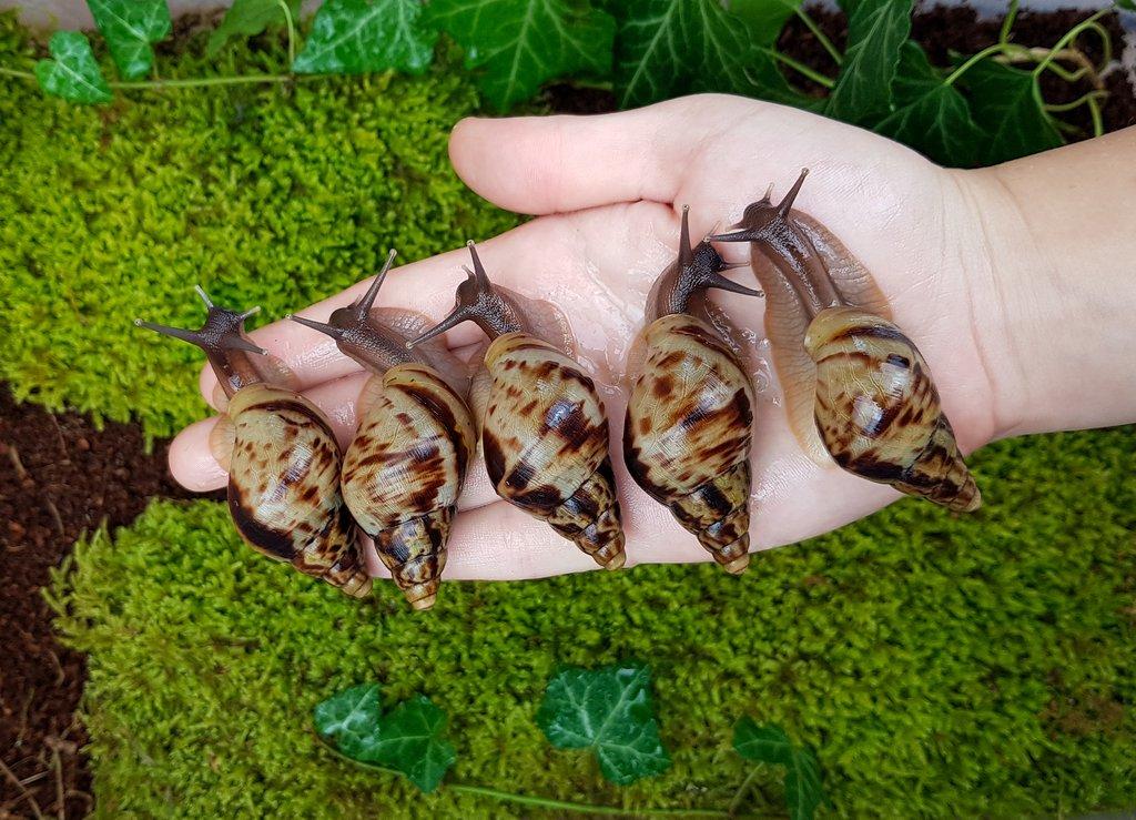 Afričtí šneci Lissachatina reticulata classic dark mláďata