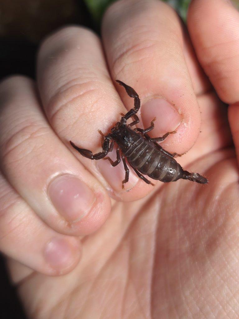 Prodám 10 mláďat štíra Heterometrus silenus