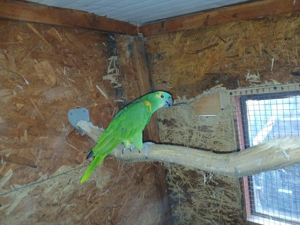 Prodám samce Amazoňana modročelého