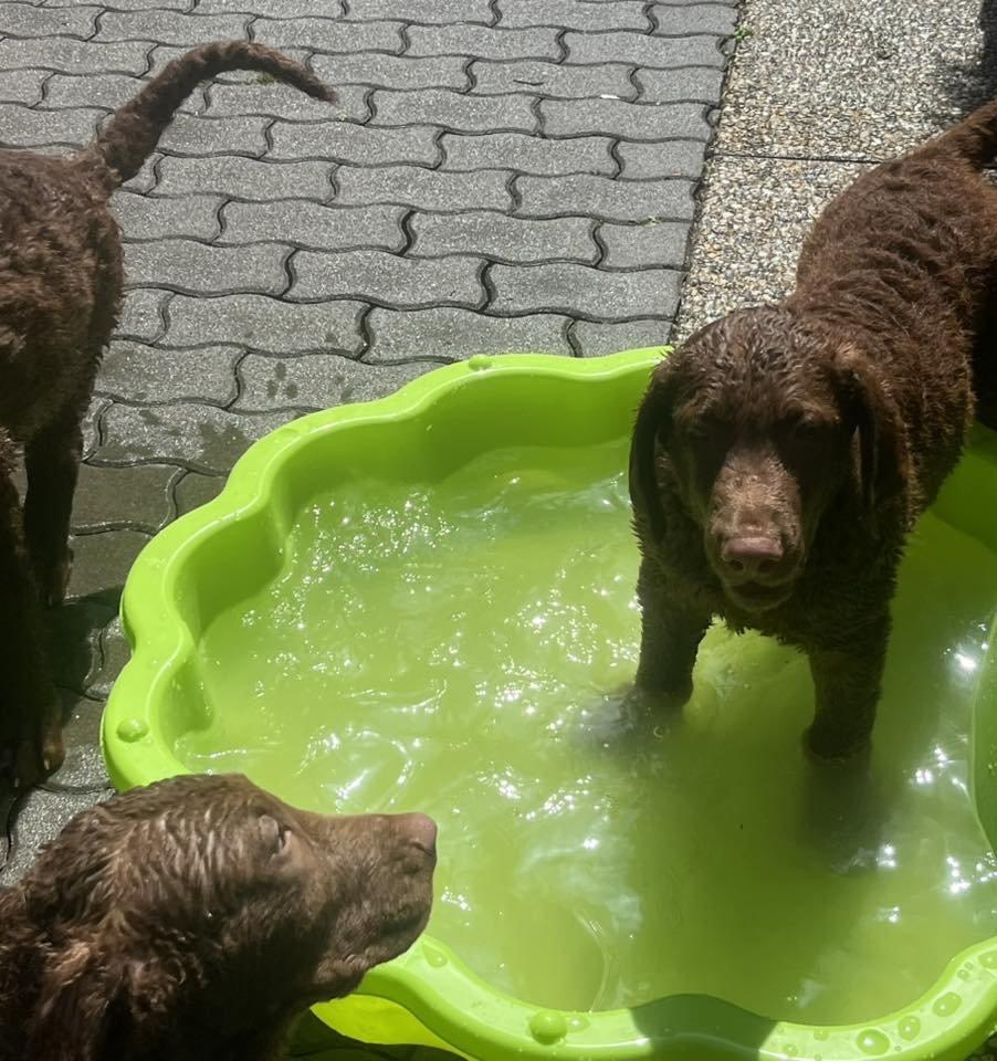 Hnědý retriever (jako hnědý labrador-chesapeake) s PP