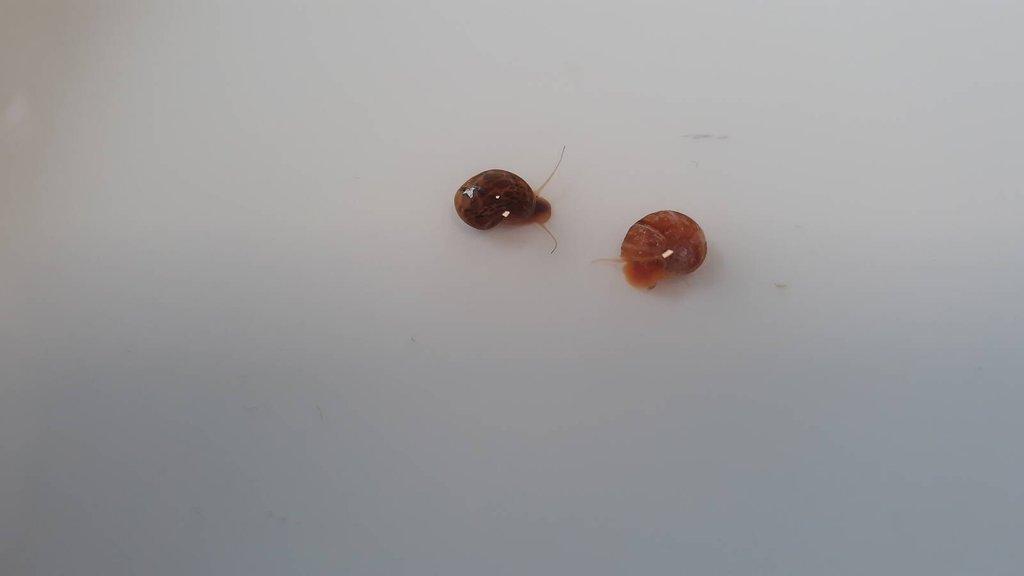 Akvarijní ryby,šneci,kořeny,břidlicové úkryty,použité akvária,akvarijní písky