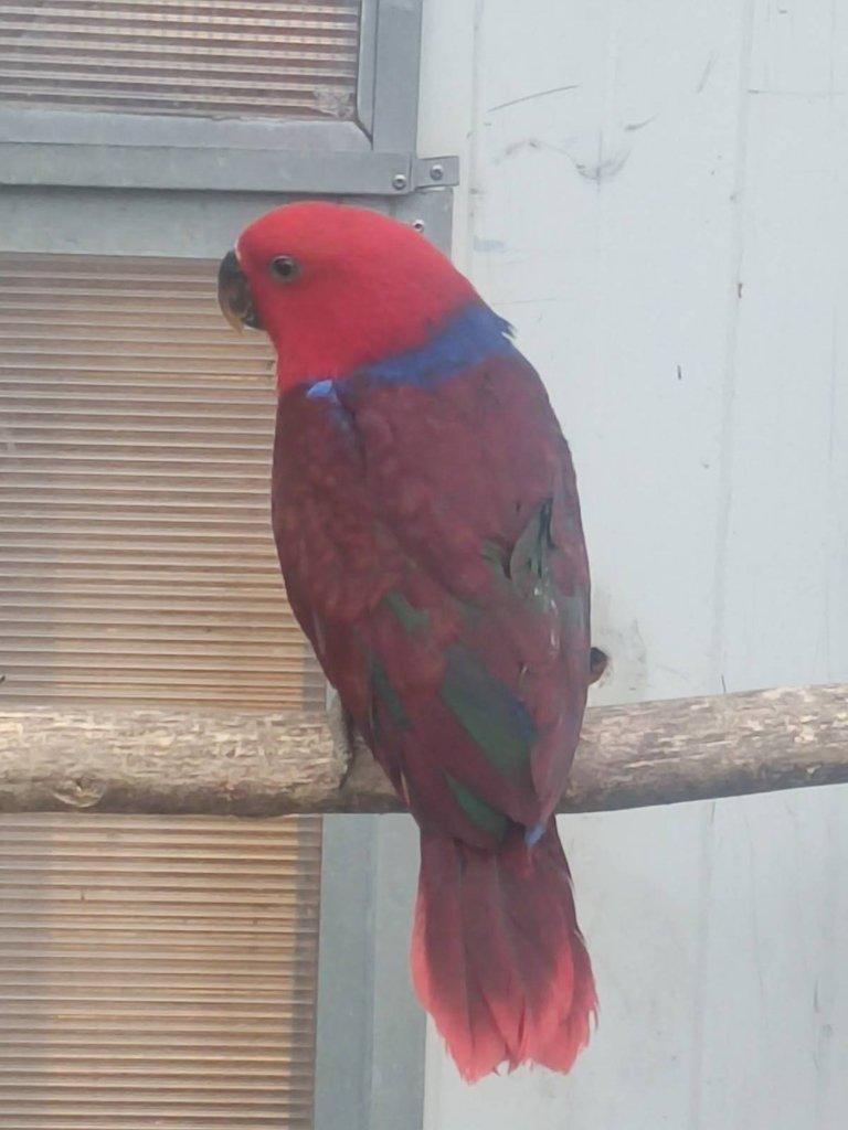Eklektus polychloros