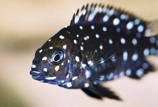 Tlamovci jezera Tanganika a Malawi.