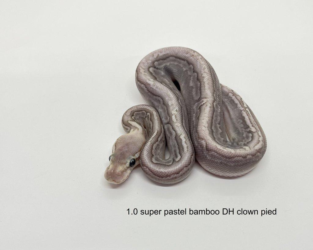 Krajta královská (Python regius)