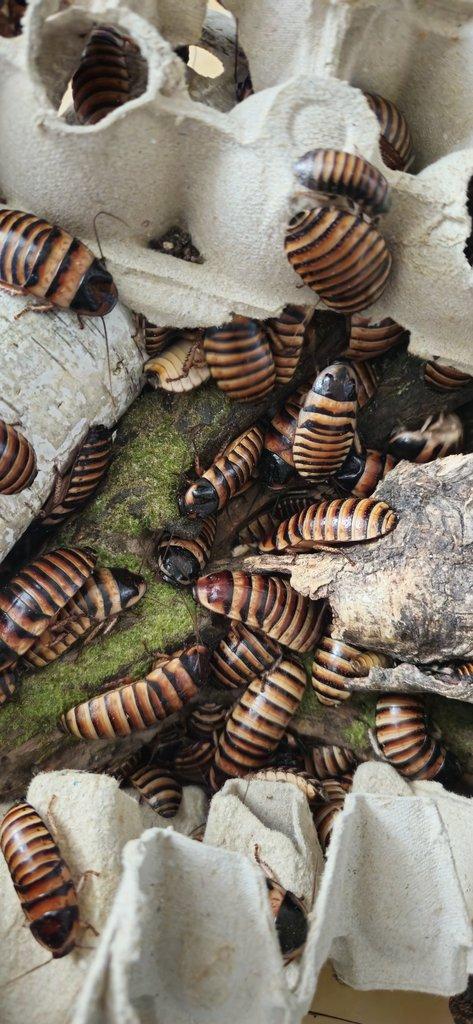 Šváb Elliptorhina javanica