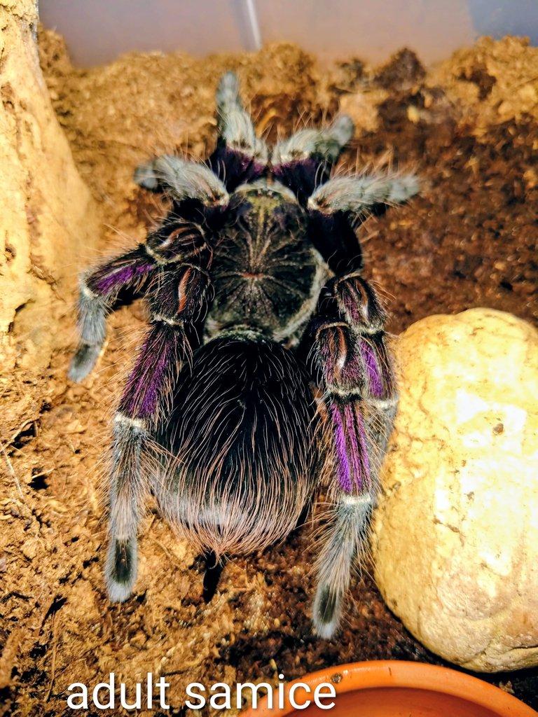 Pamphobeteus insignis (Colombia) Rarita