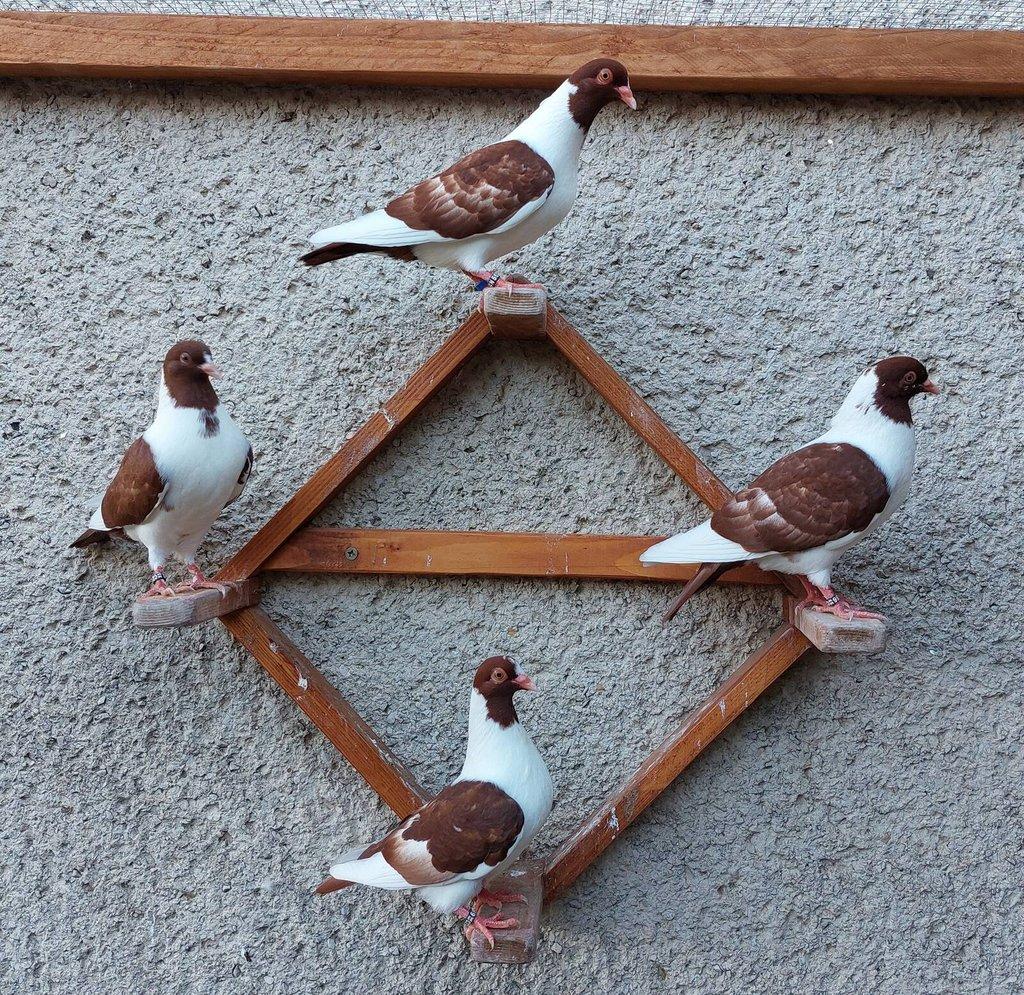 Prácheňský káník modrý bělopruhý a červený