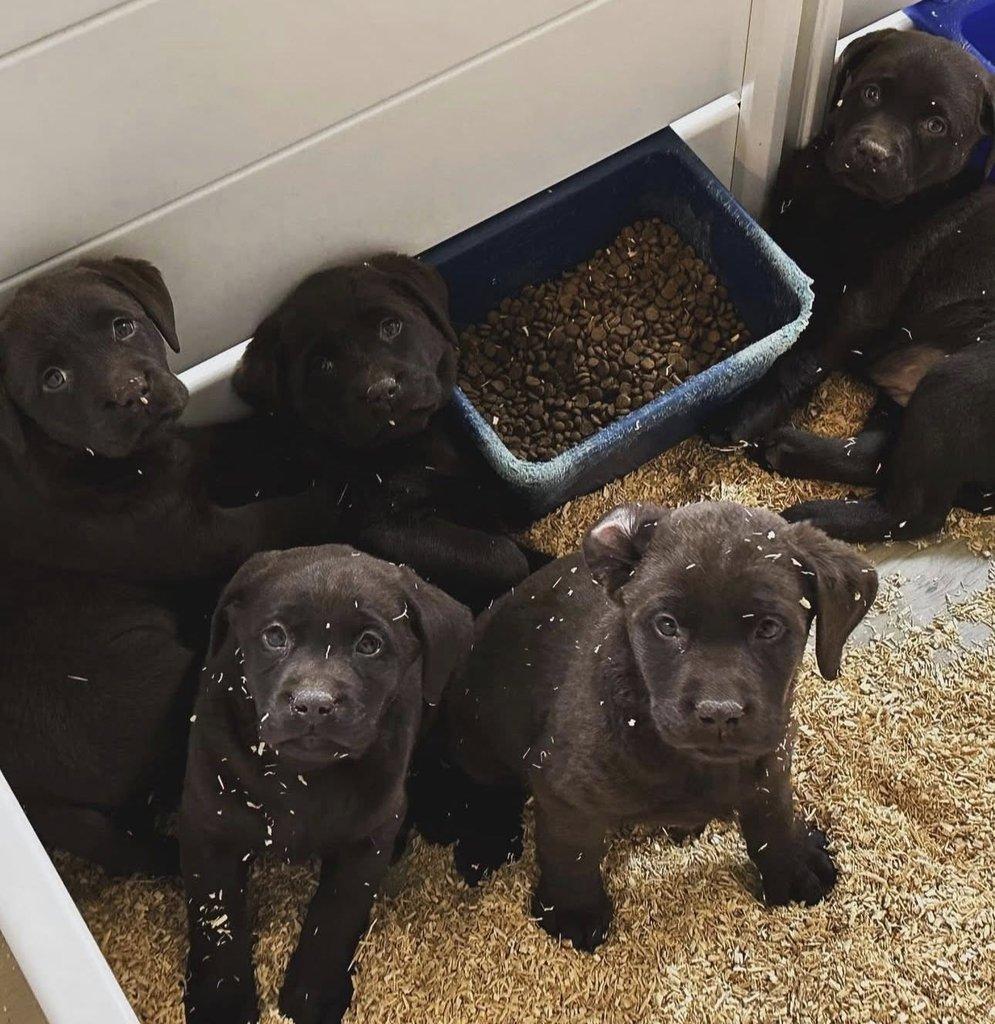 K dispozici labradorský retrívr