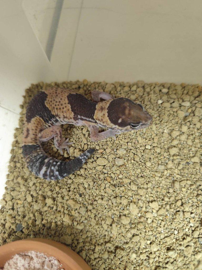 Gekončík africký - hemytheconyx caudicitus