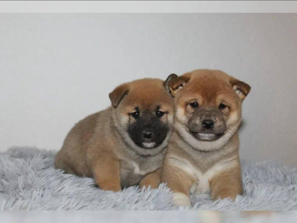 shiba-inu prodej