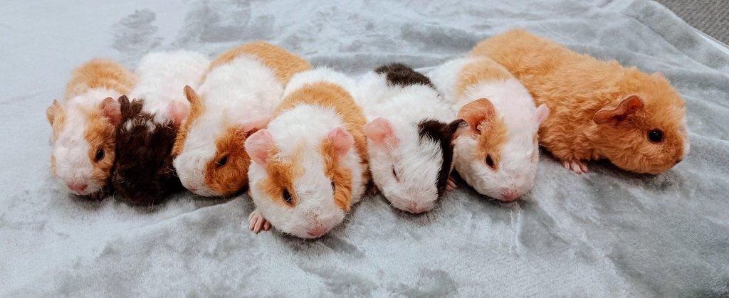 Morče US Teddy na prodej