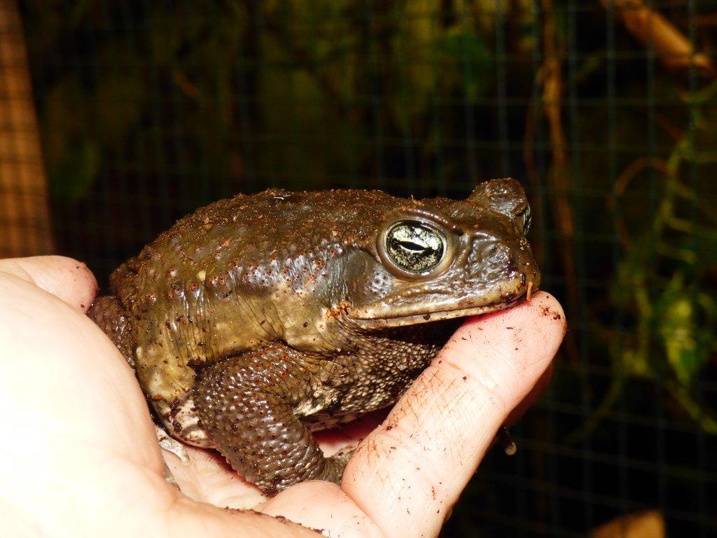 Ropucha obrovská (Rhinella marina)