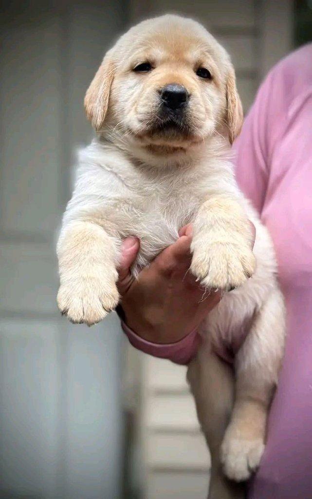 Roztomilý labradorský retrívr