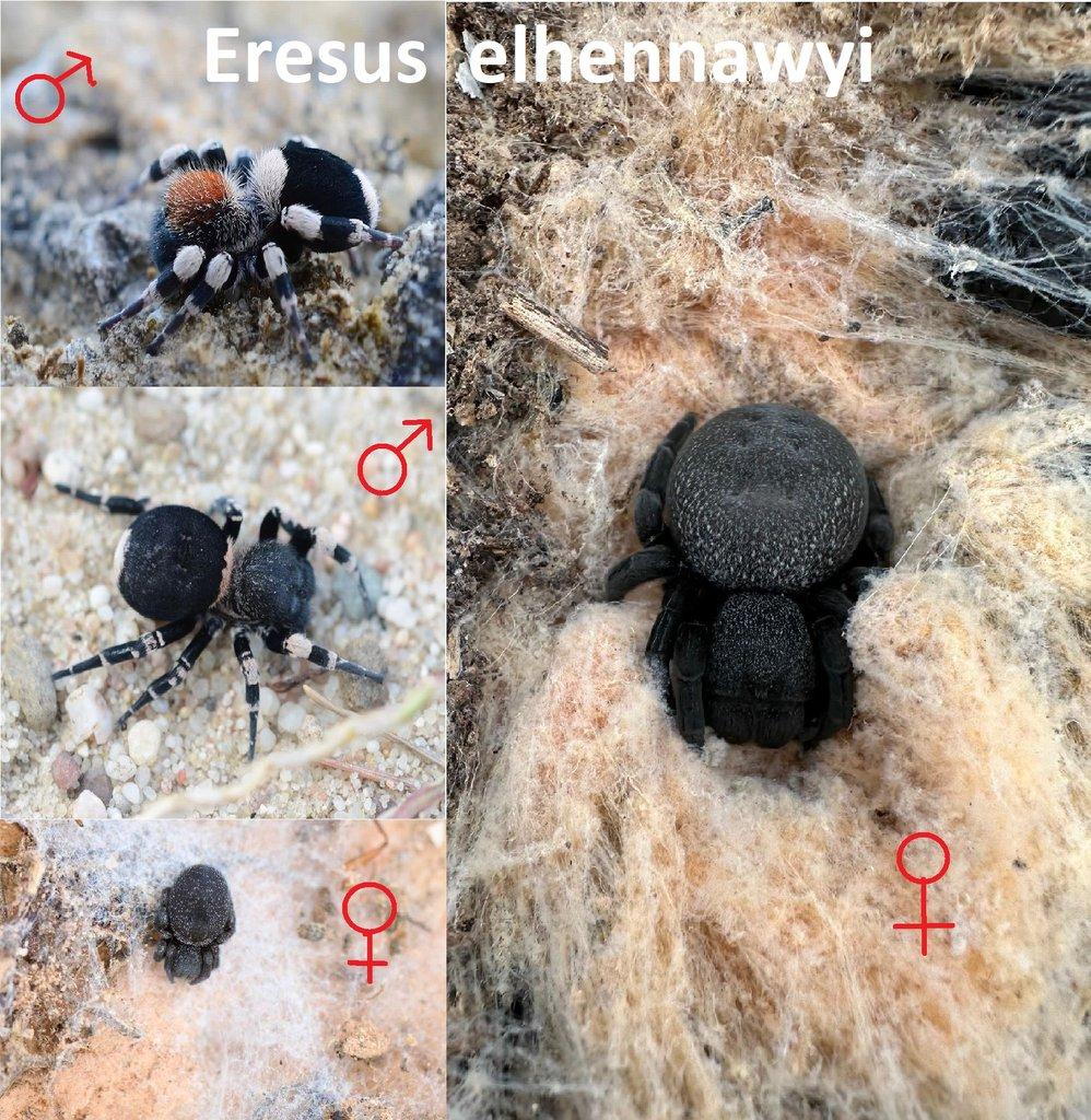 Stepníci rodu Eresus 3 druhy - Posledních pár kusů!