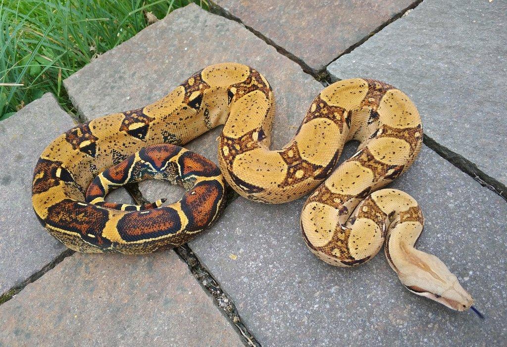 Boa imperator - Keltic VPI Sunglow, Aztec VPI Sunglow