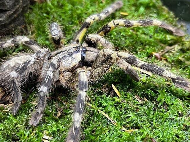 URČENÁ SAMICE Poecilotheria fasciata 4-4,5cm