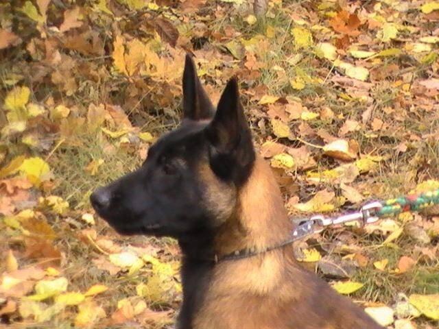 Belgický ovčák - Malinois - štěňata s pp - na záznam
