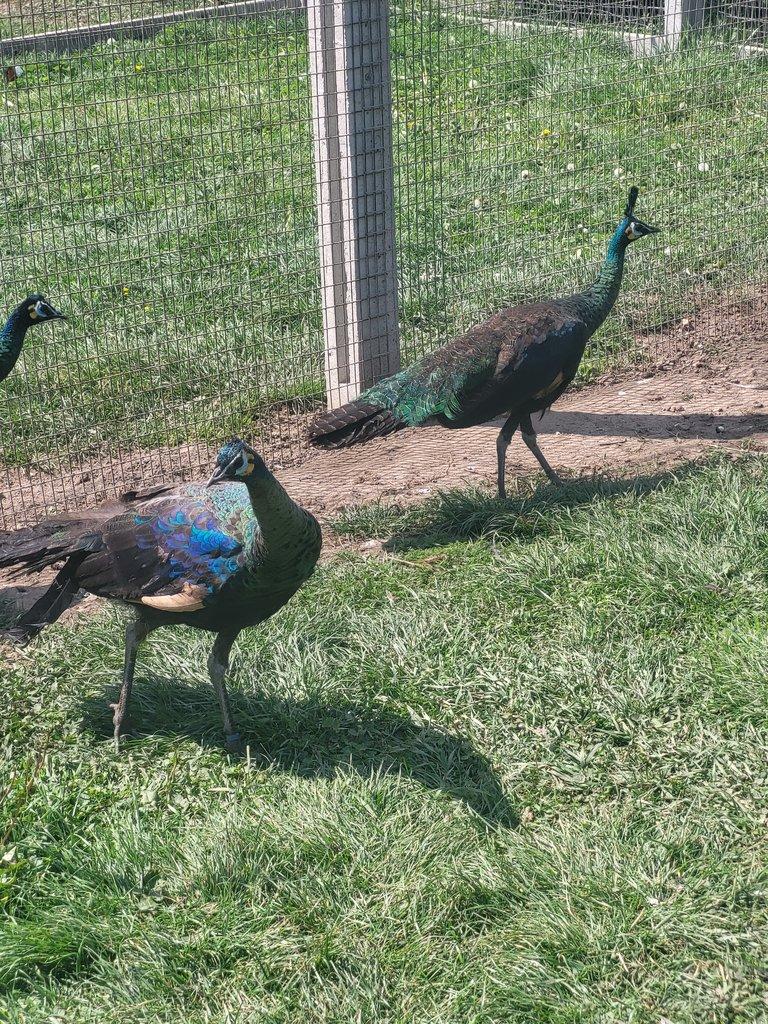 Pavo muticus