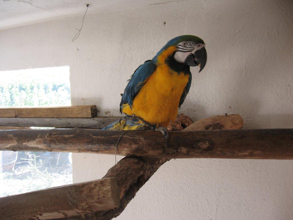 Prodá samce ara ararauna