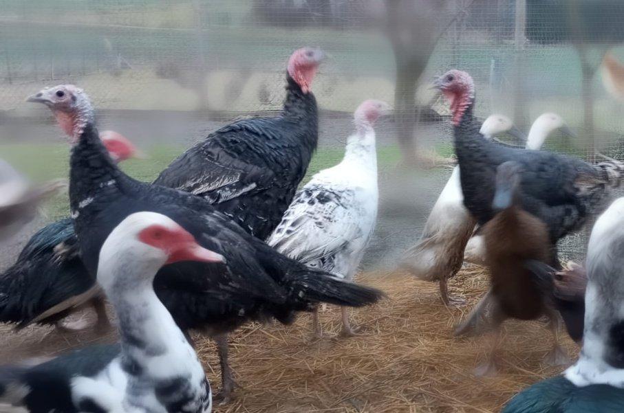 Prodej letošních KRŮT 🦃🦃