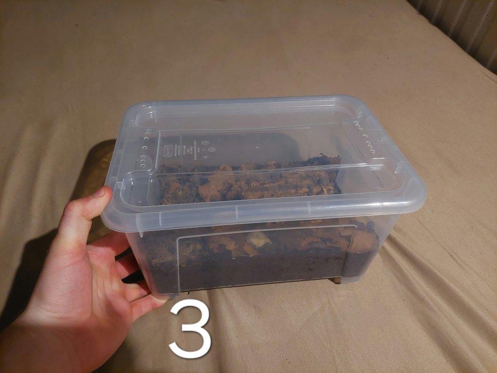 Prodej sbírky isopod