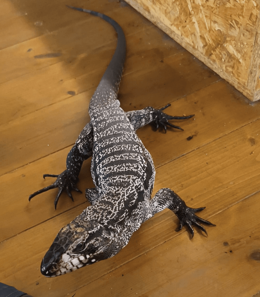 Prodám Teju pruhovaného