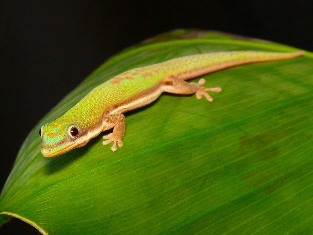 Phelsuma lineata bombetokensis, Takydromus, Lamprolepis, Lamprophis