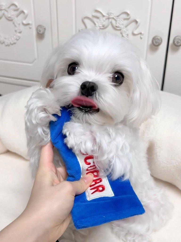 Rozkošná štěňata bišonka frise na prodej