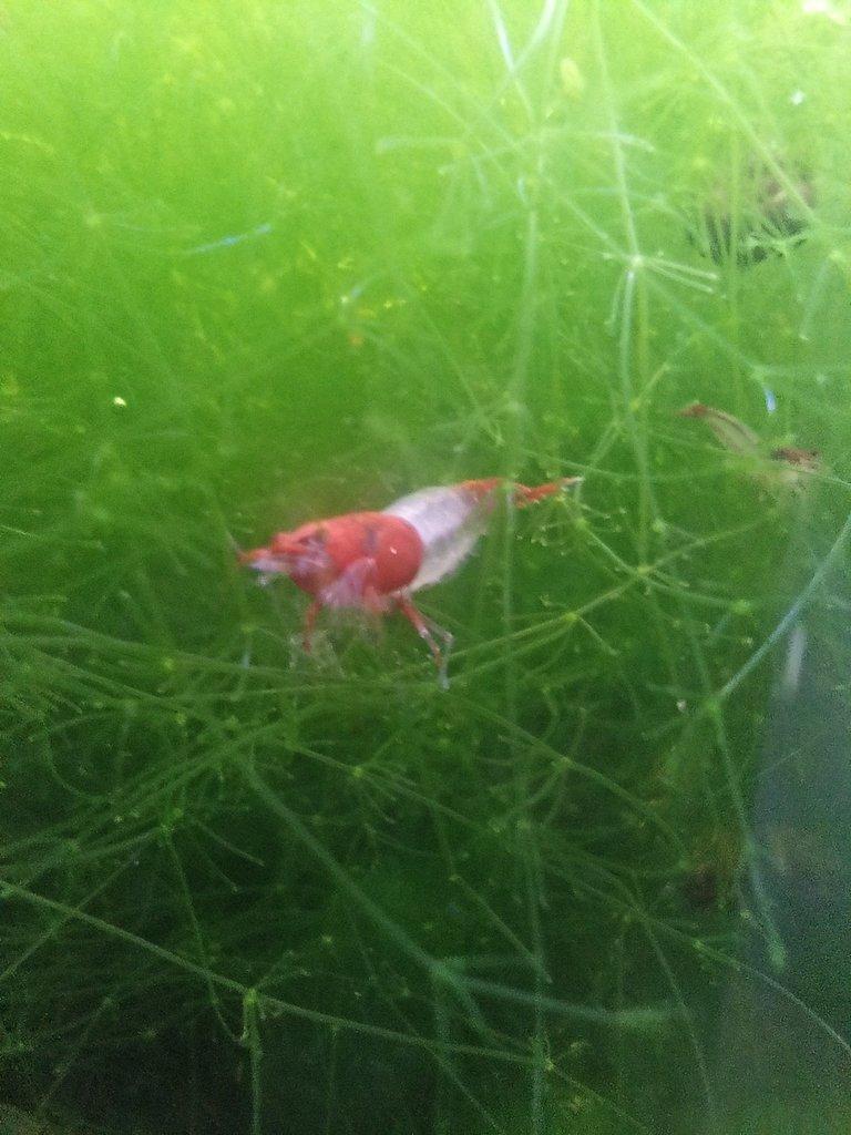 Neocaridina Davidi Red Rilli & Yellow neon Stripe