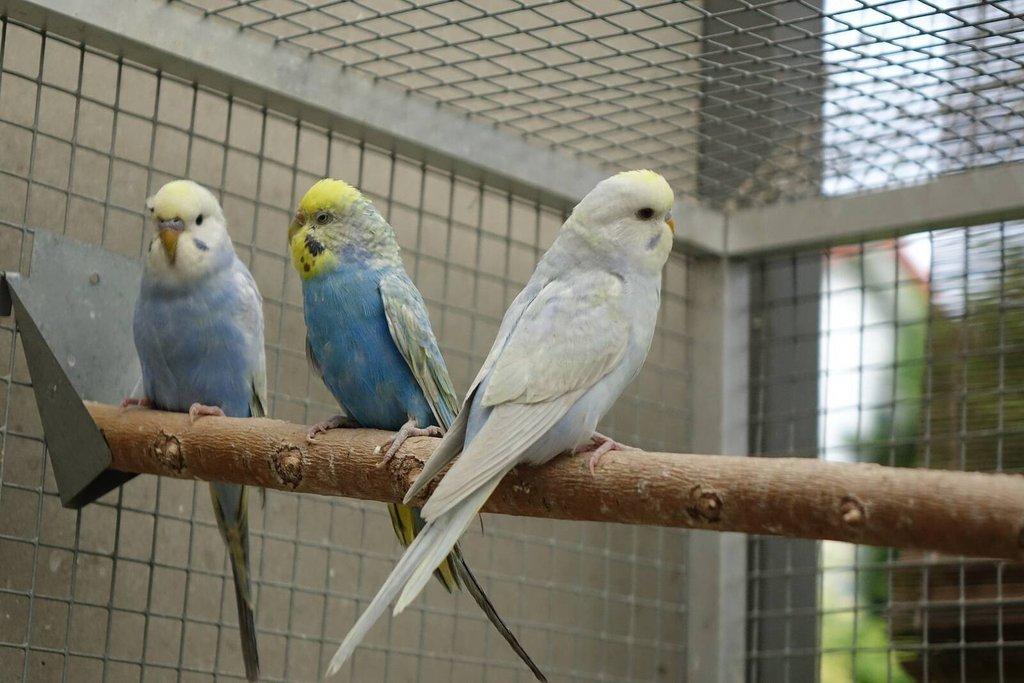 Prodám mladé andulky