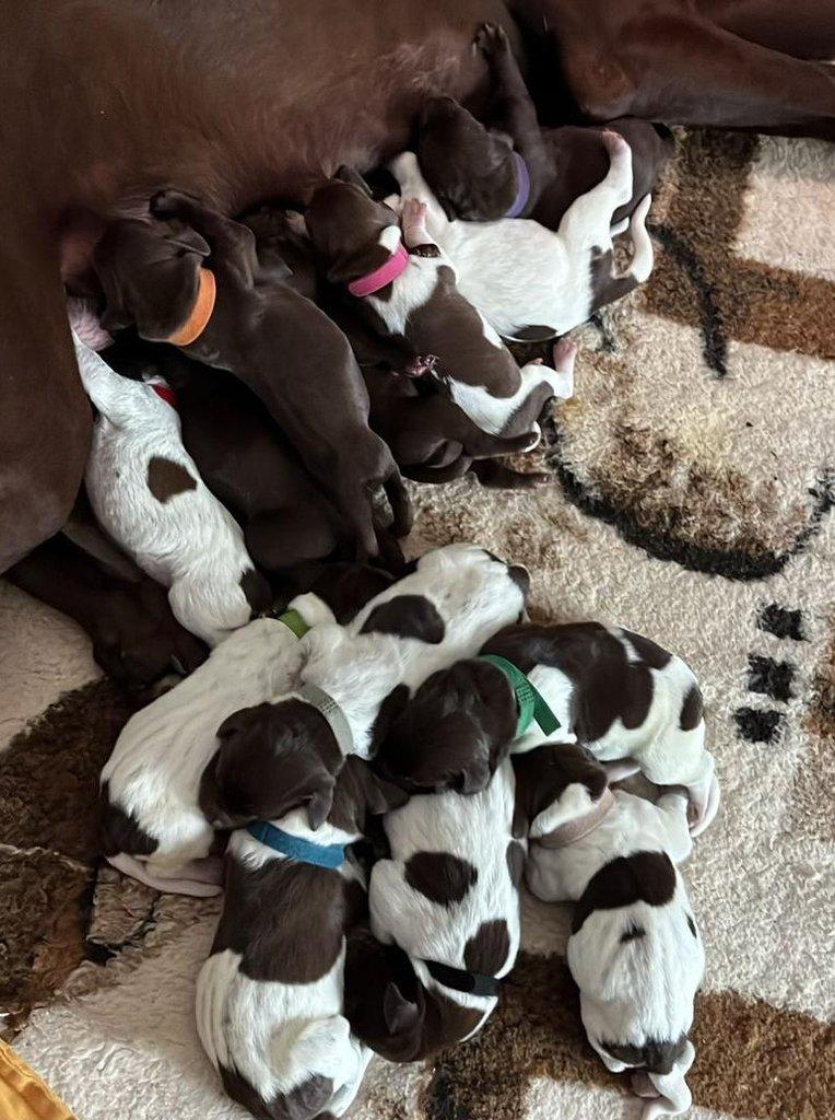 Německý krátkosrstý ohař - štěňata s PP