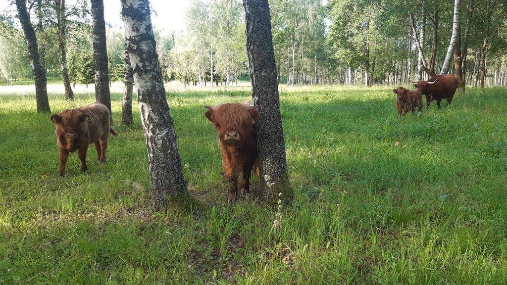Prodám býčky Highland-Skotský náhorní skot