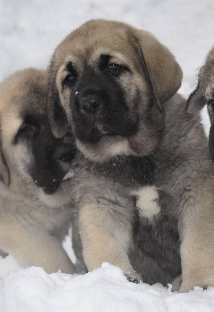 Španělský mastin- nabízíme štěňátka k odběru po 20.lednu