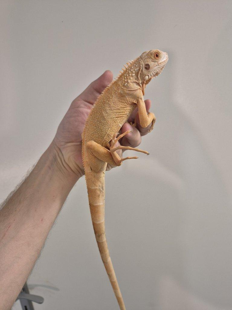 Iguana iguana -leguan zelený