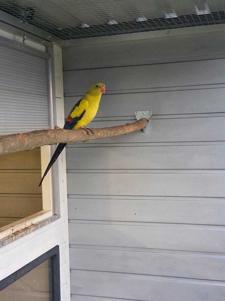 Kakadu ruzovy lutino,horsky/lutino