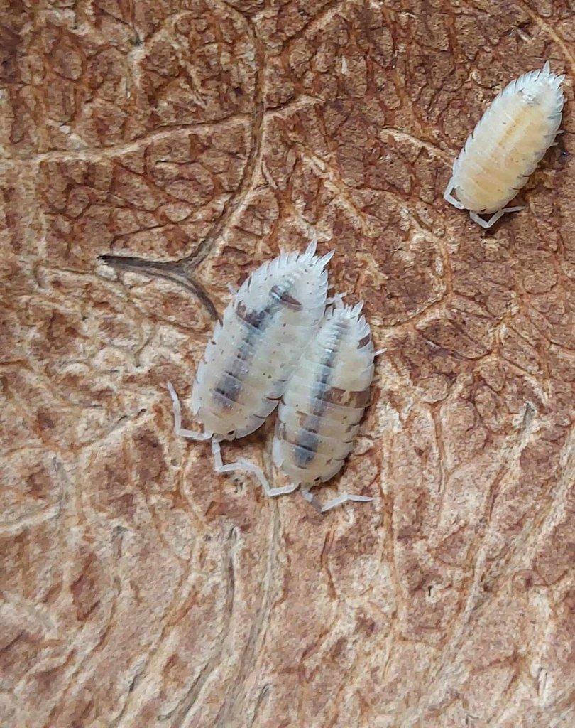 ISOPODA - Hobby druhy - aktualizovaný seznam