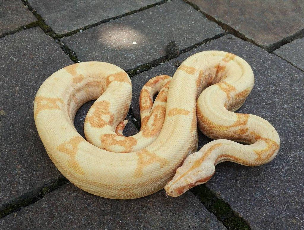 Boa imperator - Purple Sharp Sunglow Aztec, Sharp Sunglow