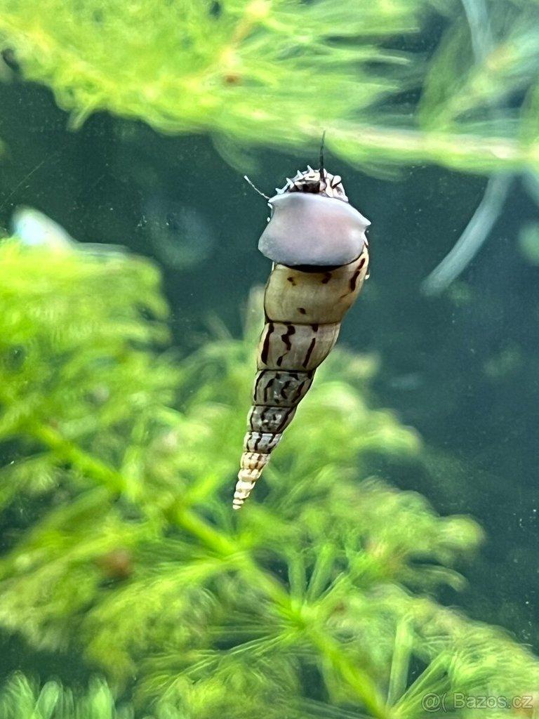 Piskořka Věžovitá - akvarijní šneček