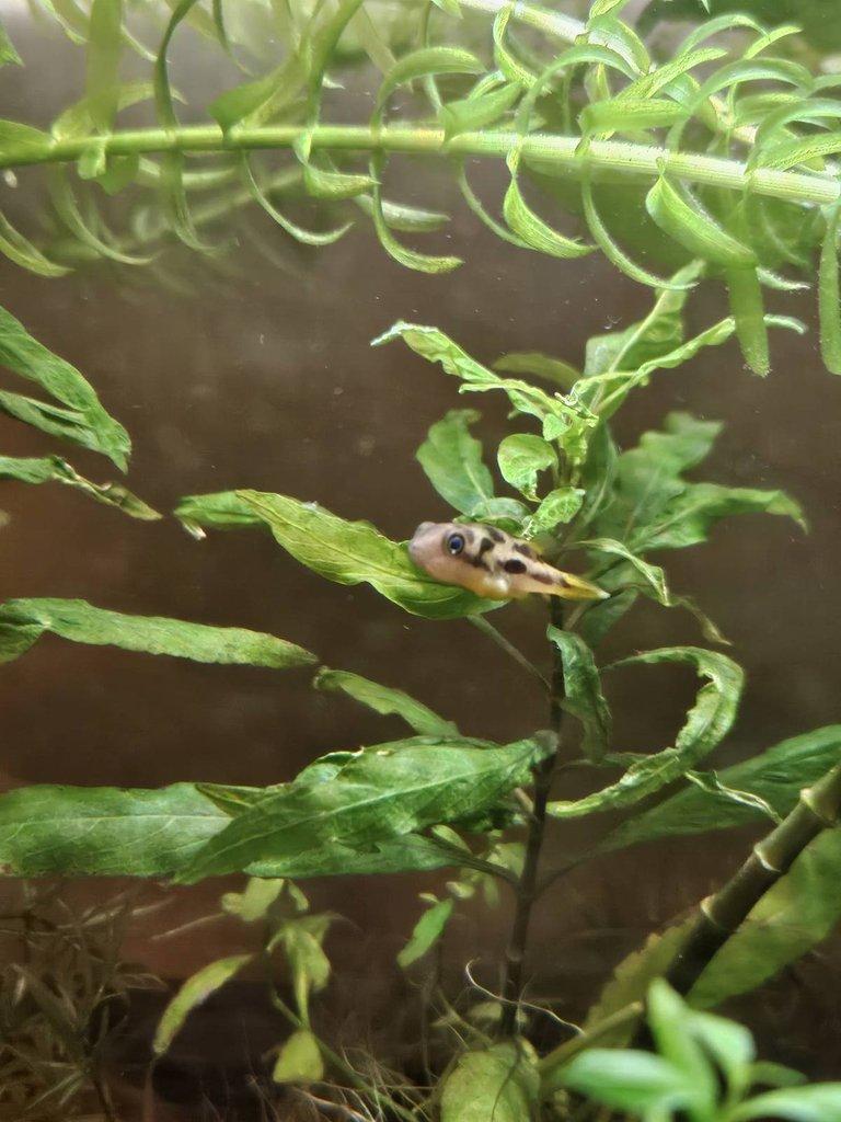 Prodám čtverzubce trpasličí🐡