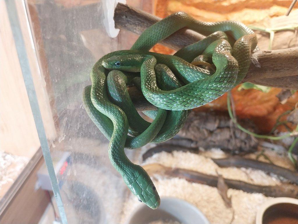 Gonyosoma prasina