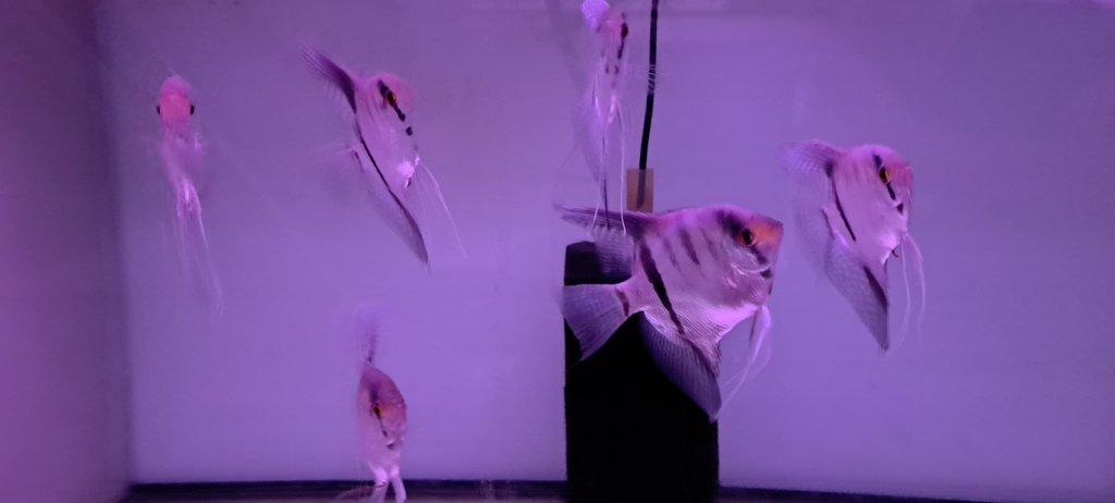 Skalary Rio Negro a Platinum