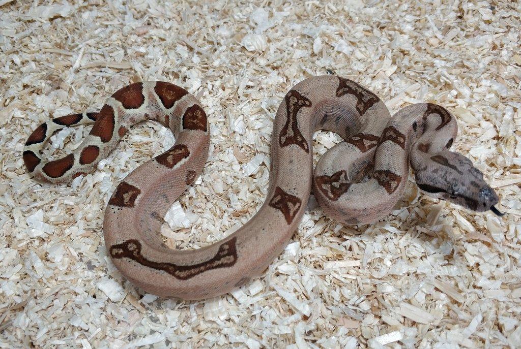 Boa imperator - Normal a Hypo 66% het Sterling VPI